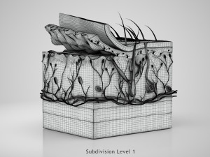 Skin Parts Anatomy 3D Model