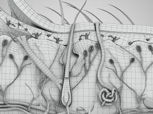 Skin Parts Anatomy 3D Model