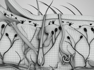 Skin Parts Anatomy 3D Model