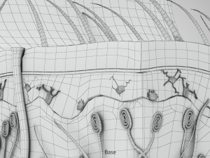 Skin Parts Anatomy 3D Model