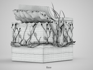 Skin Parts Anatomy 3D Model