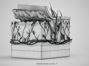 Skin Parts Anatomy 3D Model