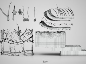 Skin Parts Anatomy 3D Model