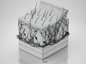 Skin Parts Anatomy 3D Model