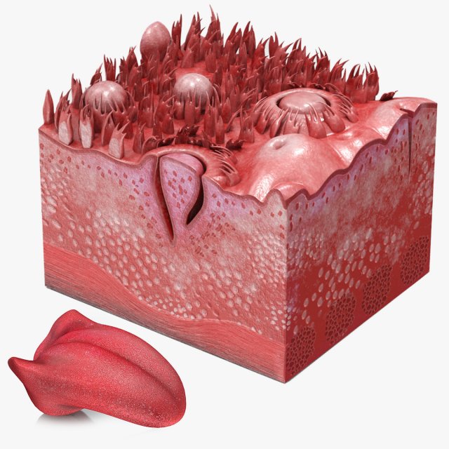 Tongue with Detailed Cross-section 3D Model .c4d .max .obj .3ds .fbx .stl .blend 