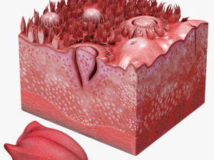 Tongue with Detailed Cross-section Modelo 3D