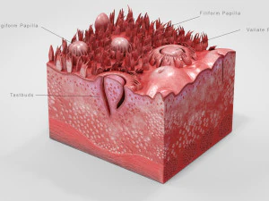 Язык с подробным разрезом 3D Модель