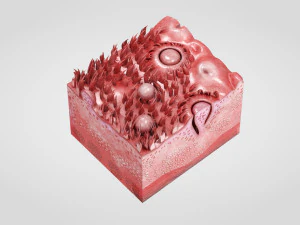 Язык с подробным разрезом 3D Модель