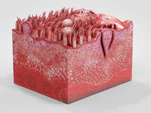 Tongue with Detailed Cross-section 3D Model