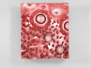 Tongue with Detailed Cross-section 3D Model