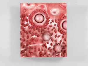 Язык с подробным разрезом 3D Модель