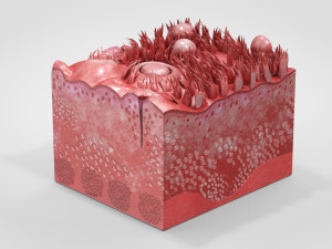 Tongue with Detailed Cross-section 3D Model