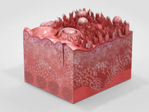 Язык с подробным разрезом 3D Модель