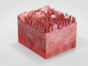 Язык с подробным разрезом 3D Модель