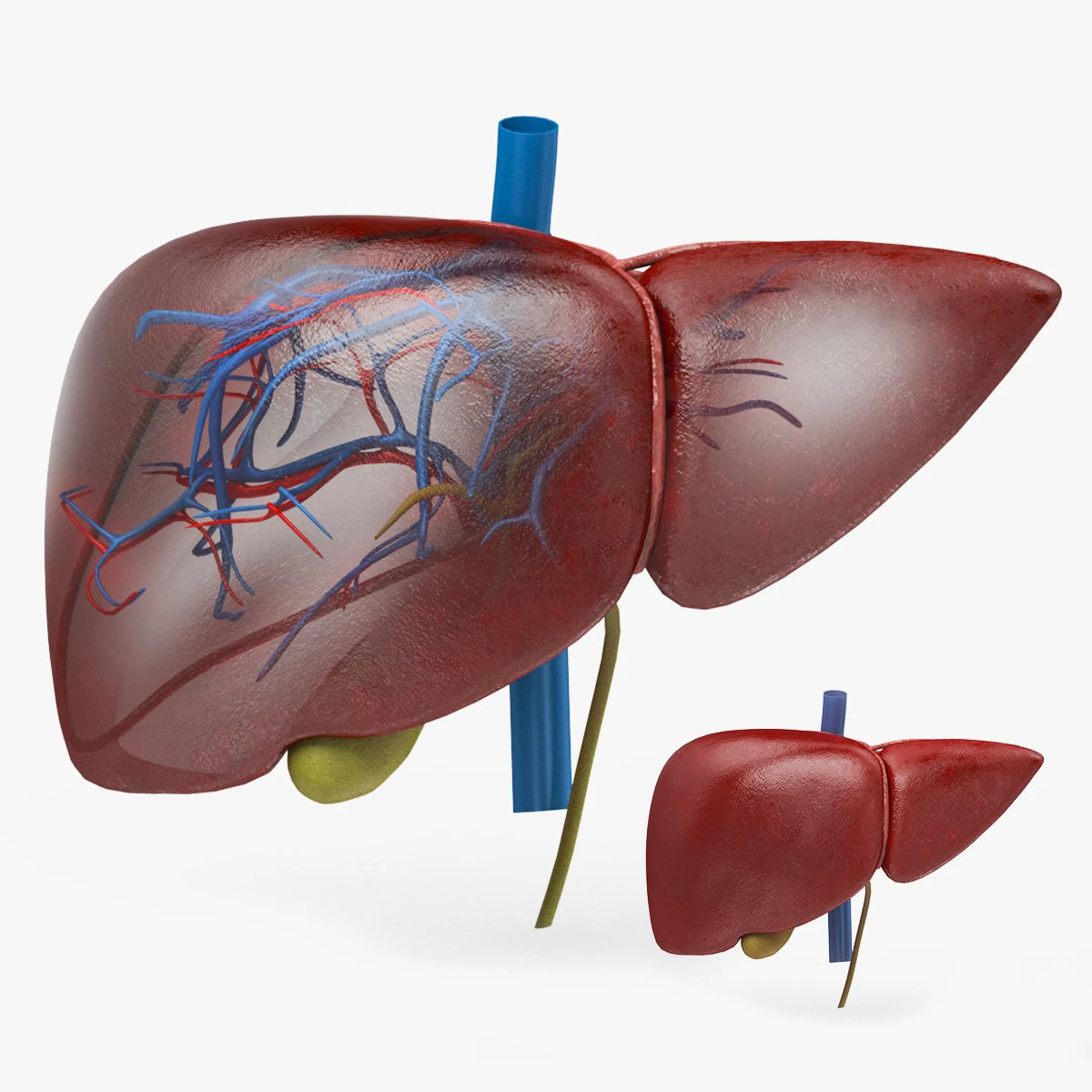 Liver Anatomy 3D Model .c4d .max .obj .3ds .fbx .stl .blend