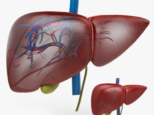 Liver Anatomy 3D 模型