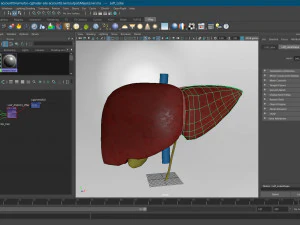 Liver Anatomy 3D Model