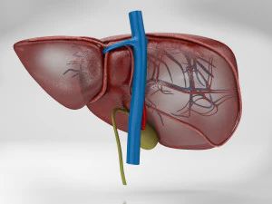 Liver Anatomy 3D Model