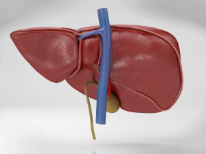 Liver Anatomy 3D Model