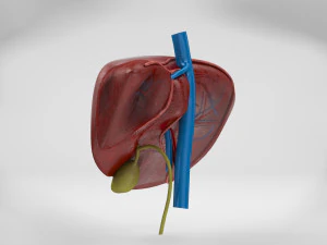 Liver Anatomy 3D Model