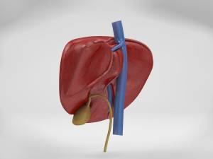 Liver Anatomy Modèle 3D