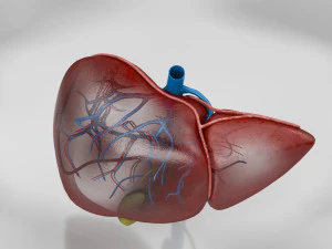 Liver Anatomy 3D Model