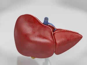 Liver Anatomy 3D Model
