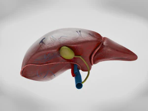 Liver Anatomy 3D Model