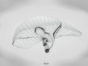 Liver Anatomy 3D Model