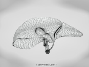 Liver Anatomy Modèle 3D