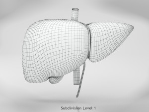 Liver Anatomy Modèle 3D
