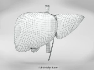 Liver Anatomy 3D Model