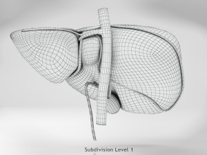 Liver Anatomy Modèle 3D