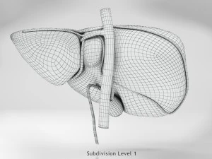 Liver Anatomy 3D Model