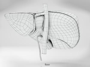 Liver Anatomy Modèle 3D