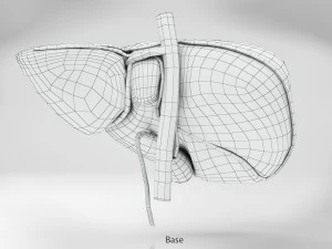 Liver Anatomy 3D Model