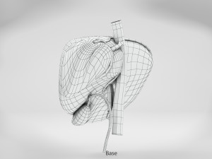 Liver Anatomy Modèle 3D