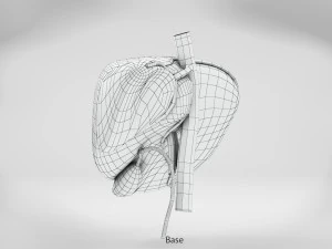 Liver Anatomy 3D Model