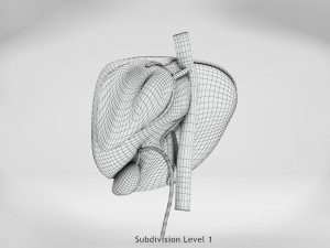 Liver Anatomy Modèle 3D