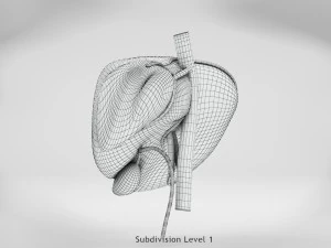 Liver Anatomy 3D Model