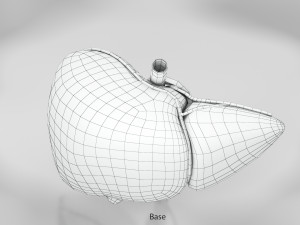 Liver Anatomy Modèle 3D
