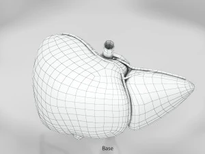 Liver Anatomy 3D Model