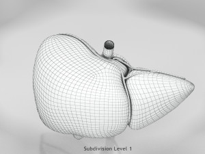 Liver Anatomy Modèle 3D