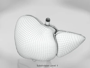 Liver Anatomy 3D Model