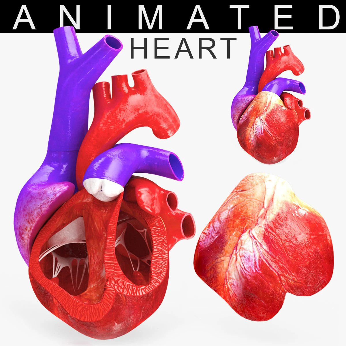 Animated Human Heart Anatomy 8K 3D Model .c4d .max .obj .3ds .fbx .stl .blend 