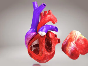 Animated Human Heart Anatomy 8K 3D Model