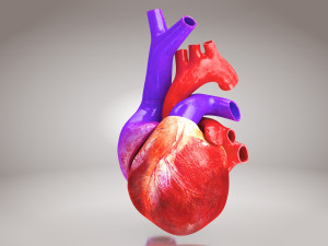 Animated Human Heart Anatomy 8K 3D Модель