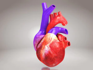 Animated Human Heart Anatomy 8K 3D Model