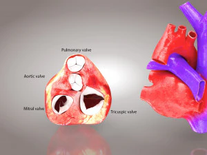 Animated Human Heart Anatomy 8K 3D Model