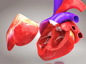 Animated Human Heart Anatomy 8K 3D Model